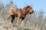 SHAR-PEI 545